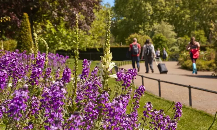 Spring flowers in Hyde Park
