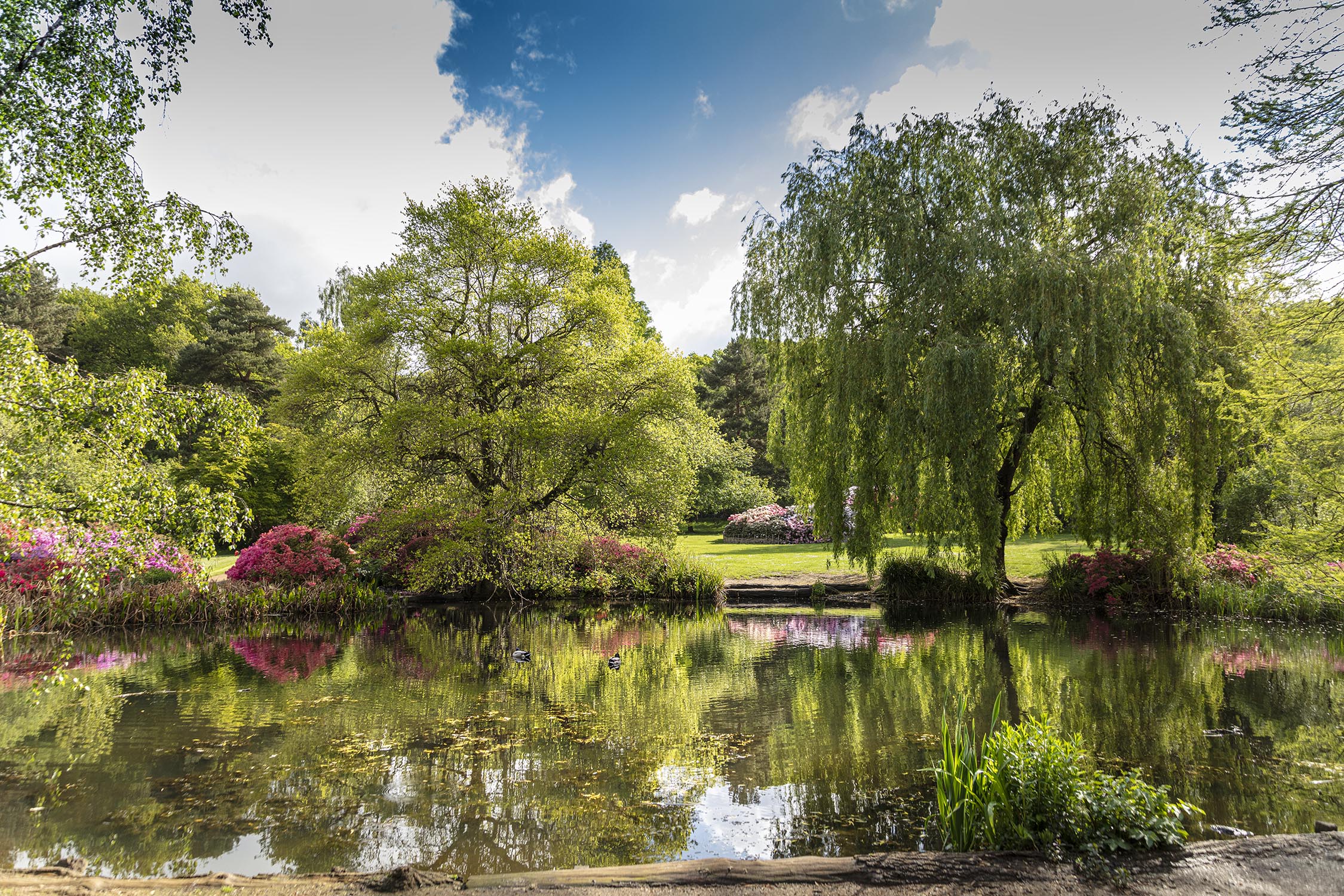 Isabella Plantation