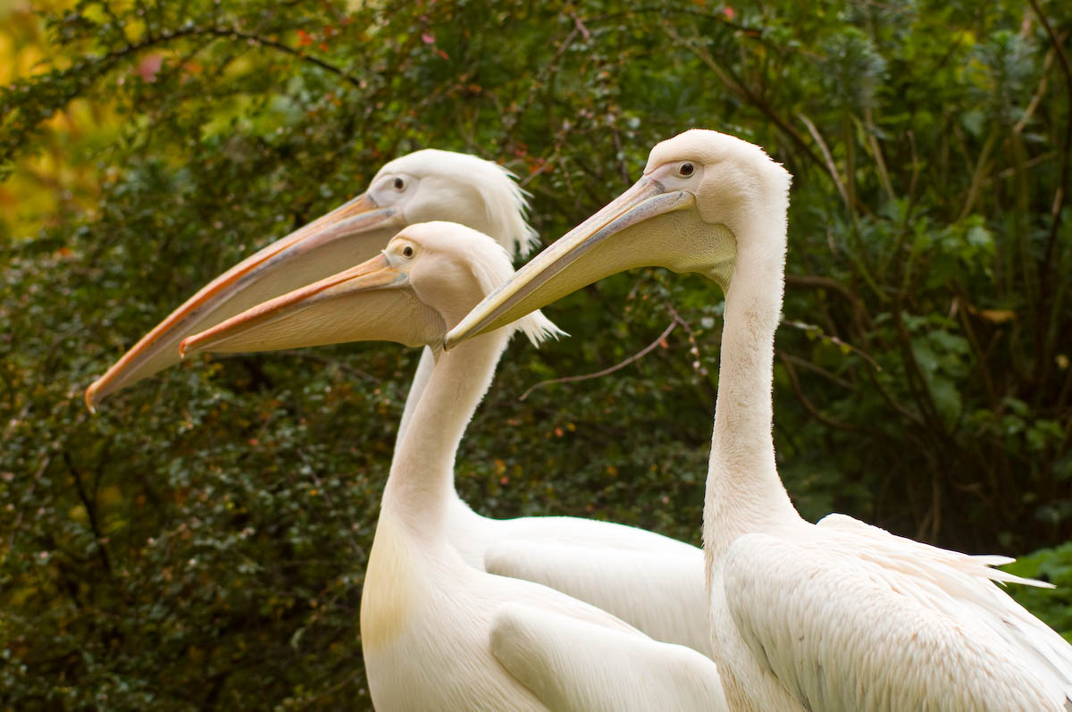 The St. James's Park pelicans