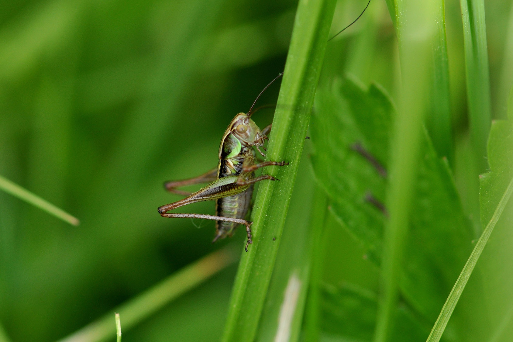 A cricket in long grass