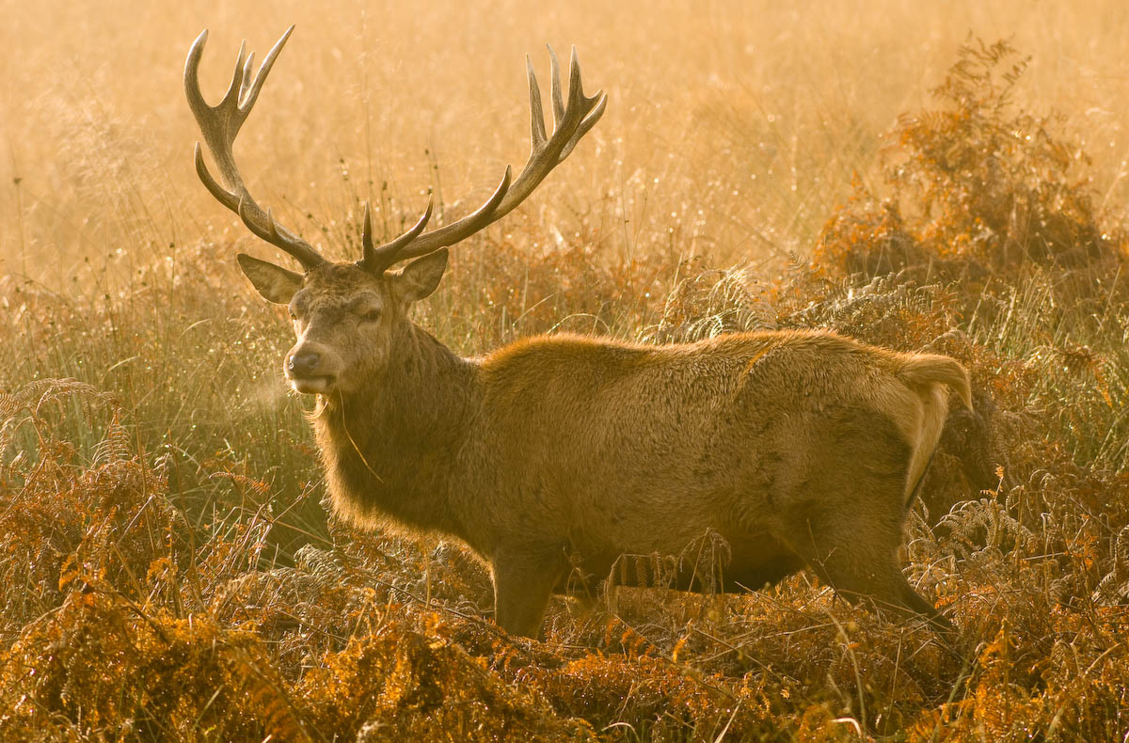 Deer Safety in Richmond Park