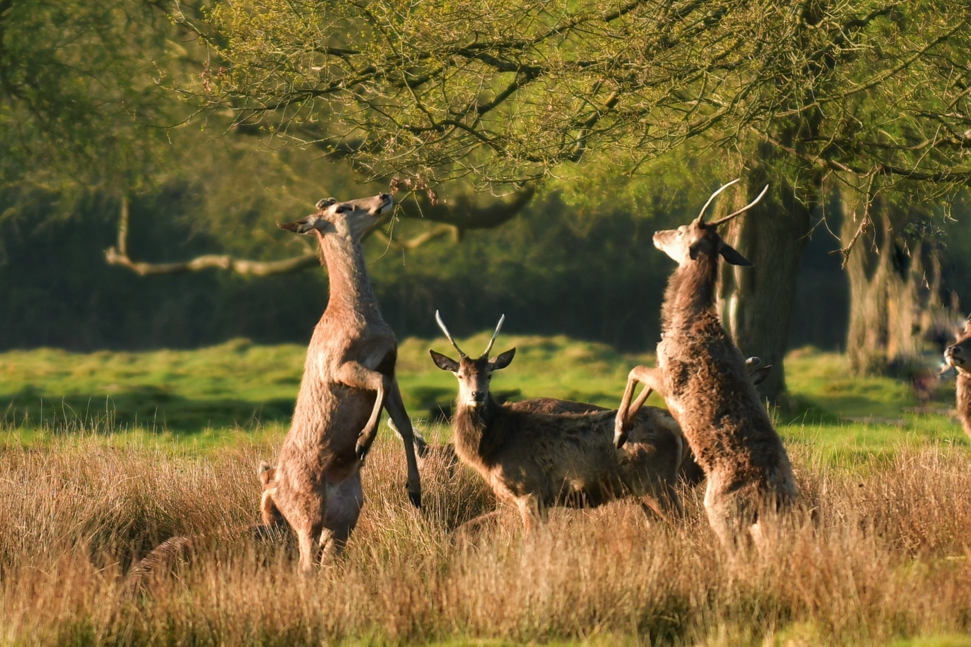 Deer eating in Bushy Park