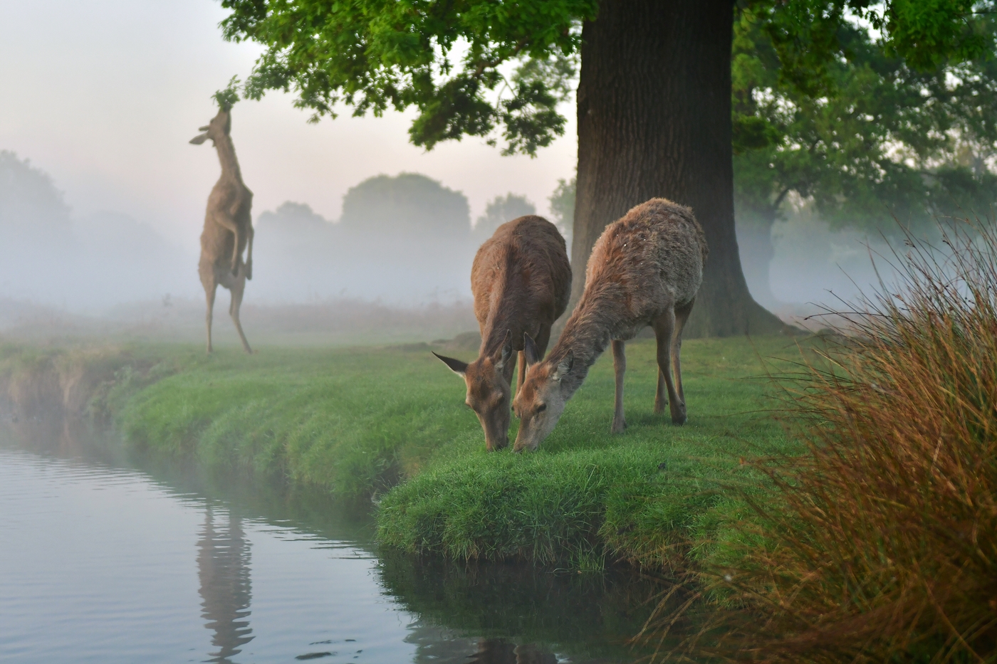 Deer in Bushy Park