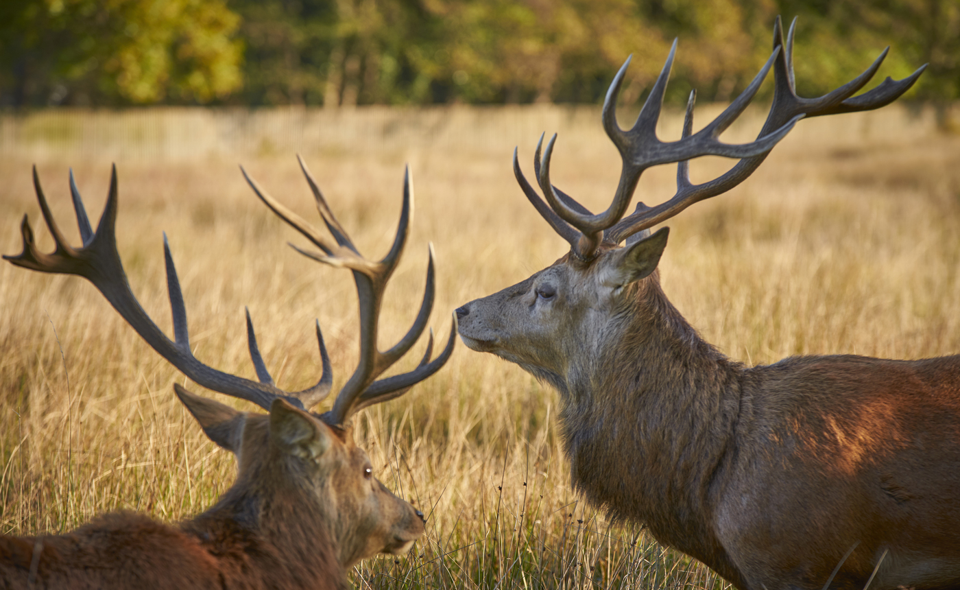 Red deer stag in Bushy Park