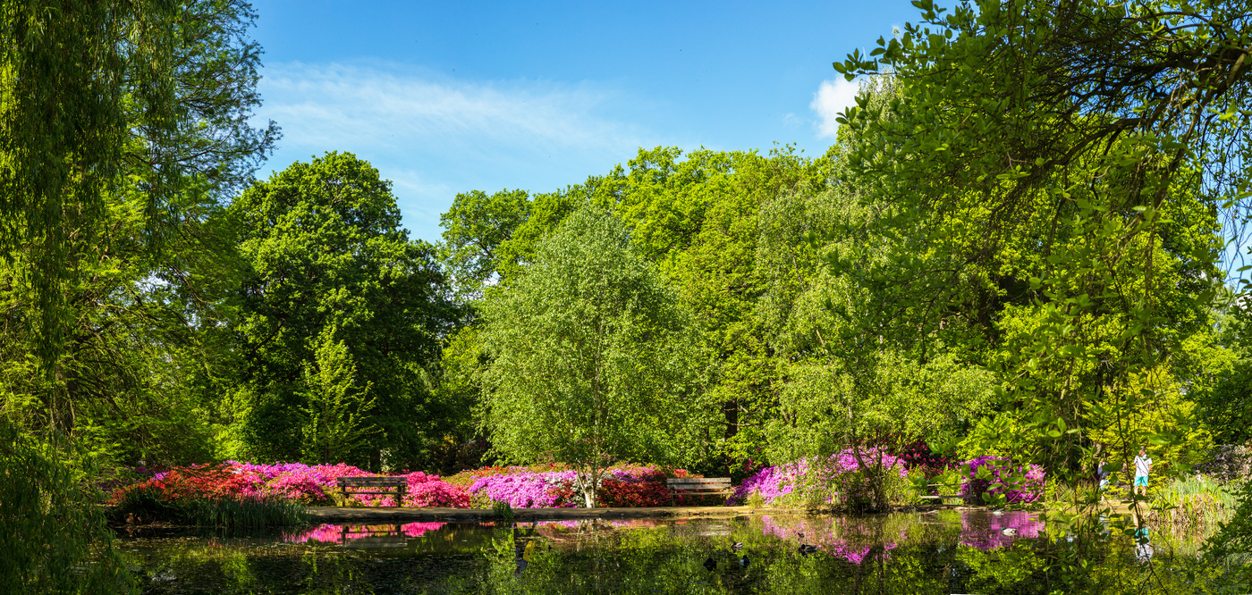 Flowers next to the Isabella Plantation entrance