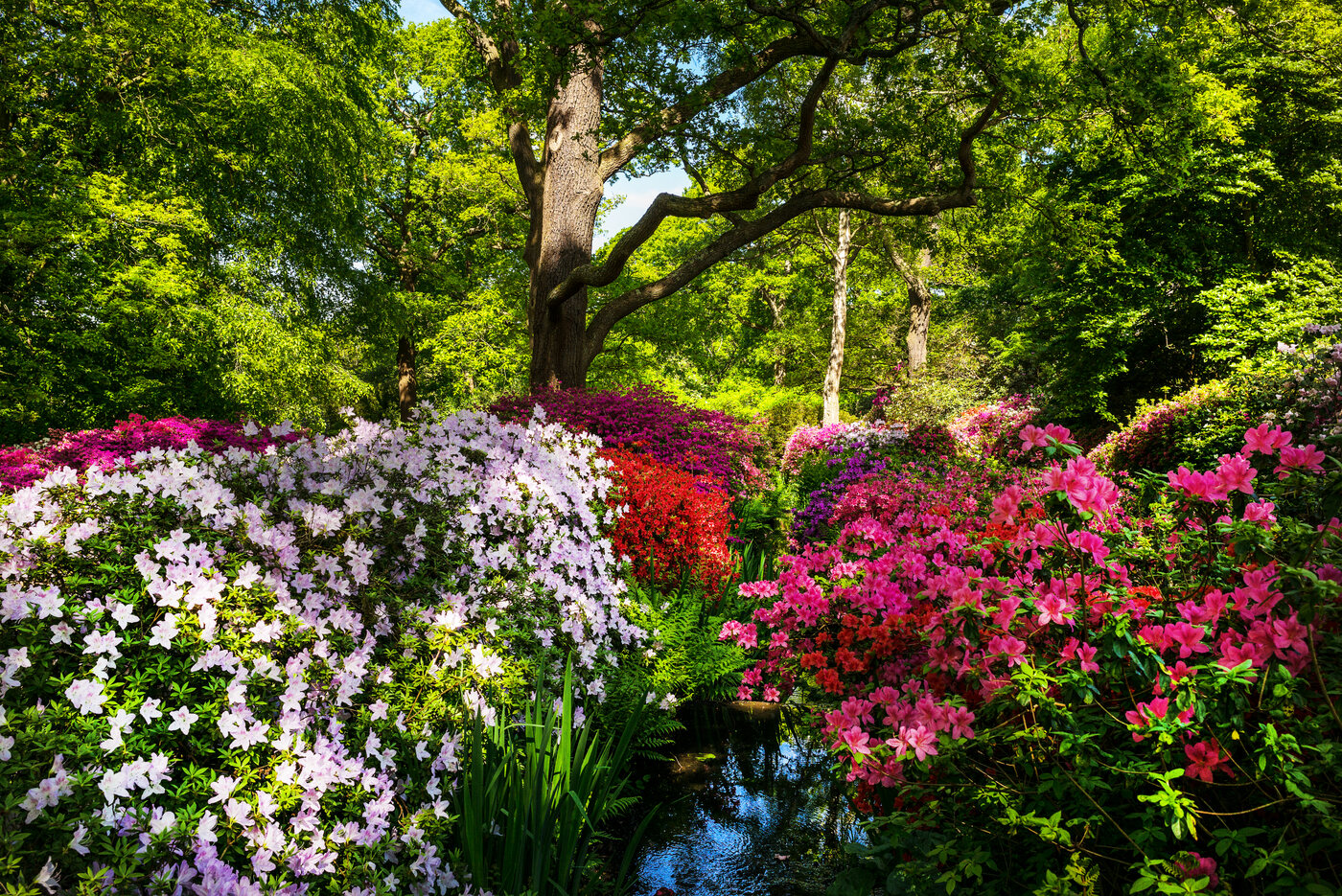 Isabella Plantation flowers