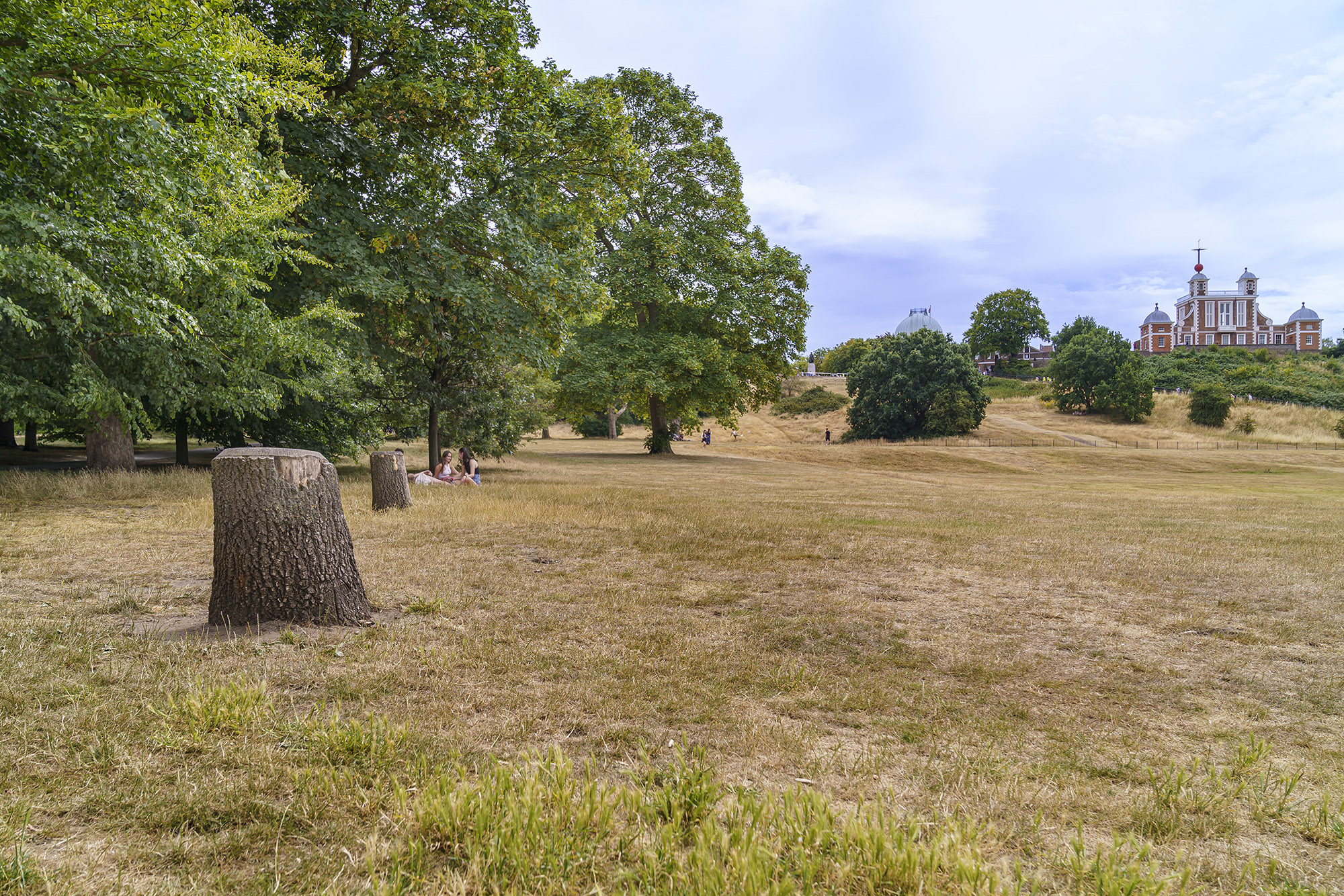 Damaged turkey oak trees