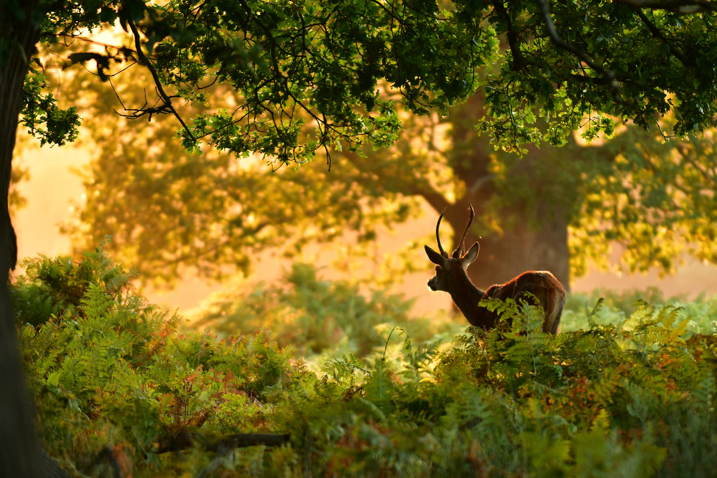 Richmond Park