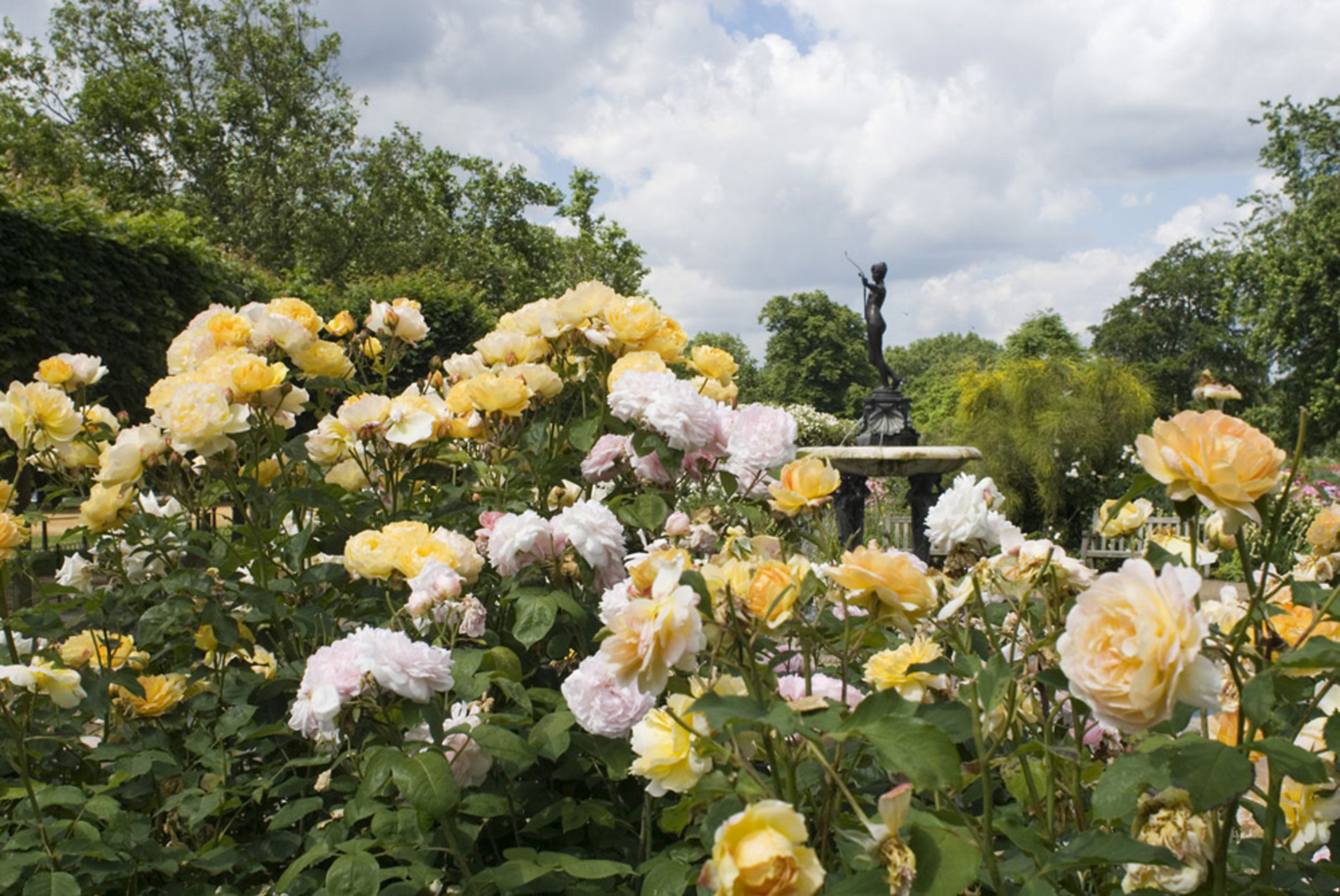 The Rose Garden in Hyde Park
