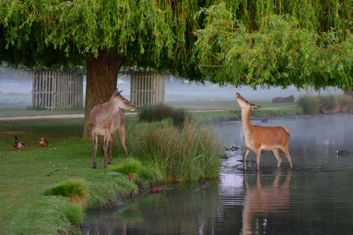 Tick Bites in Bushy Park