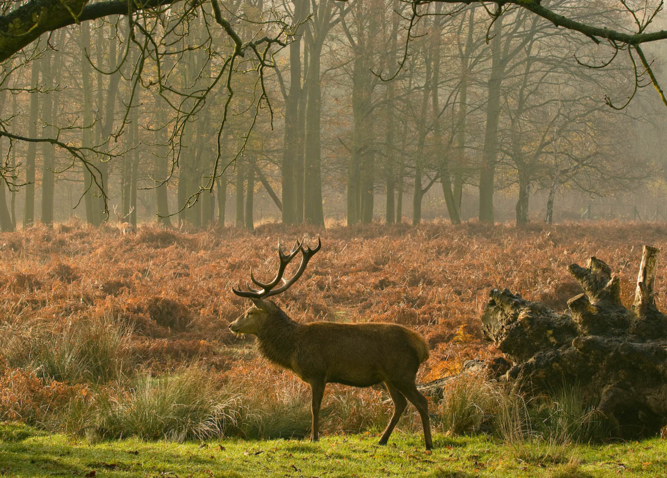 Tick Bites in Richmond Park