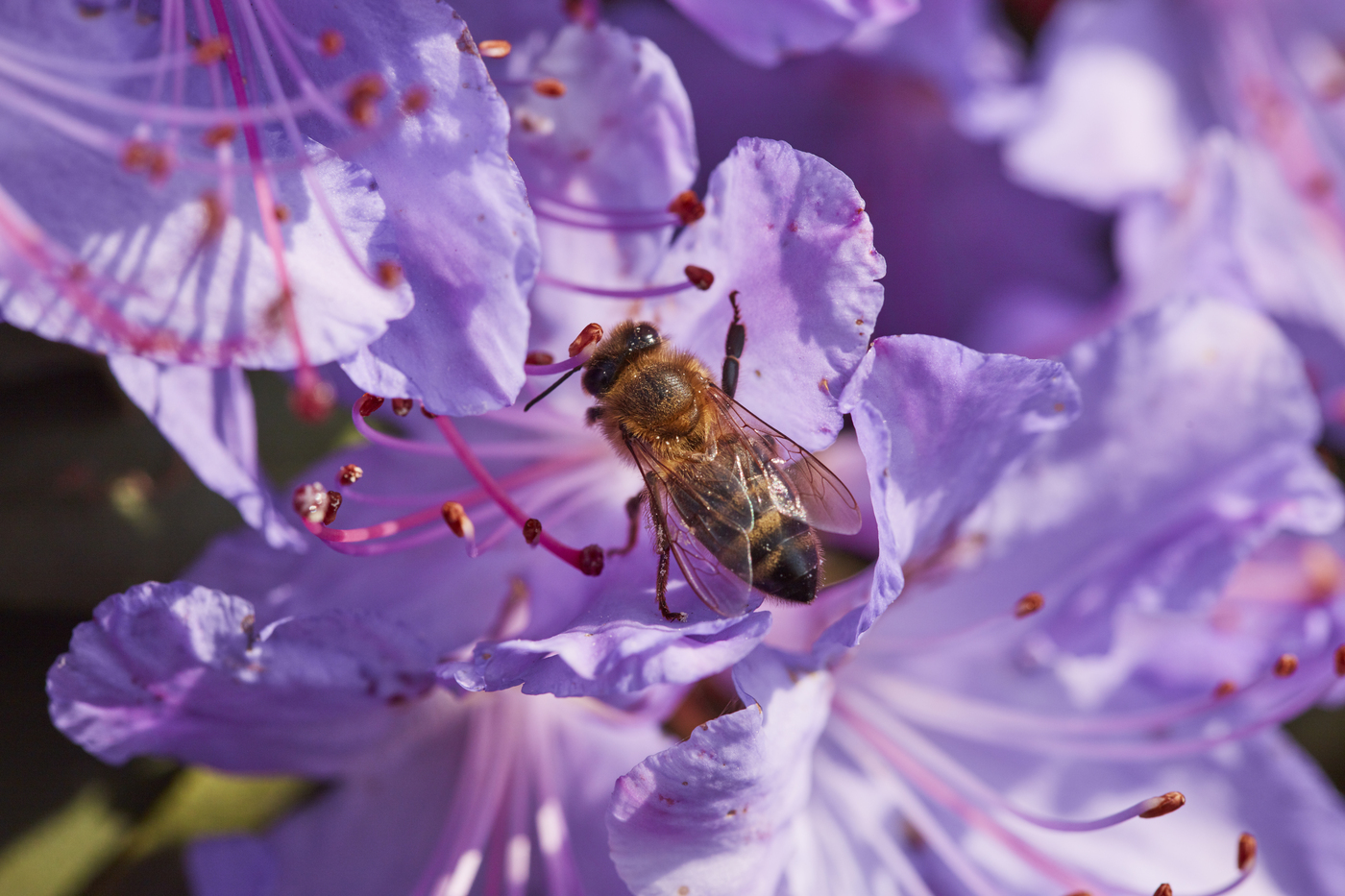 A honeybee in a purple rhodedendron