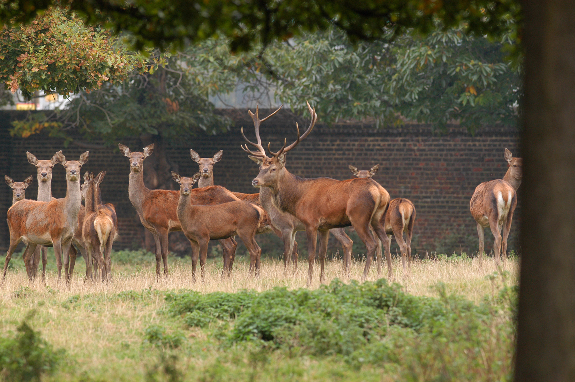 Deer in Greenwich Park