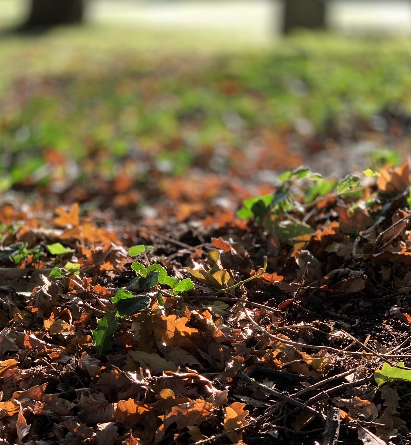 Soil in Kensington Gardens