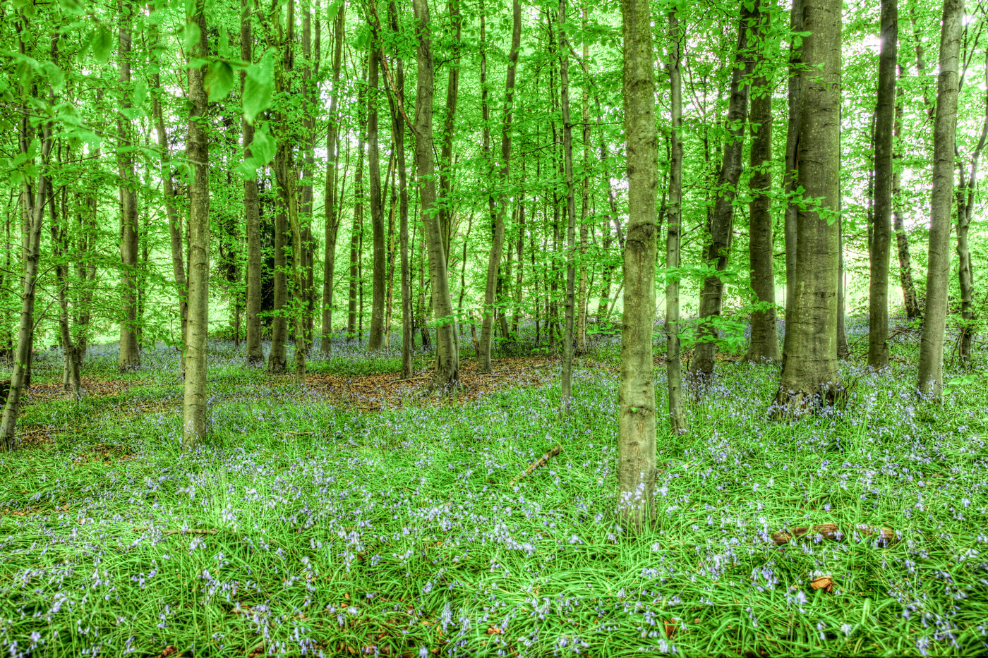 Trees in the Isabella Plantation