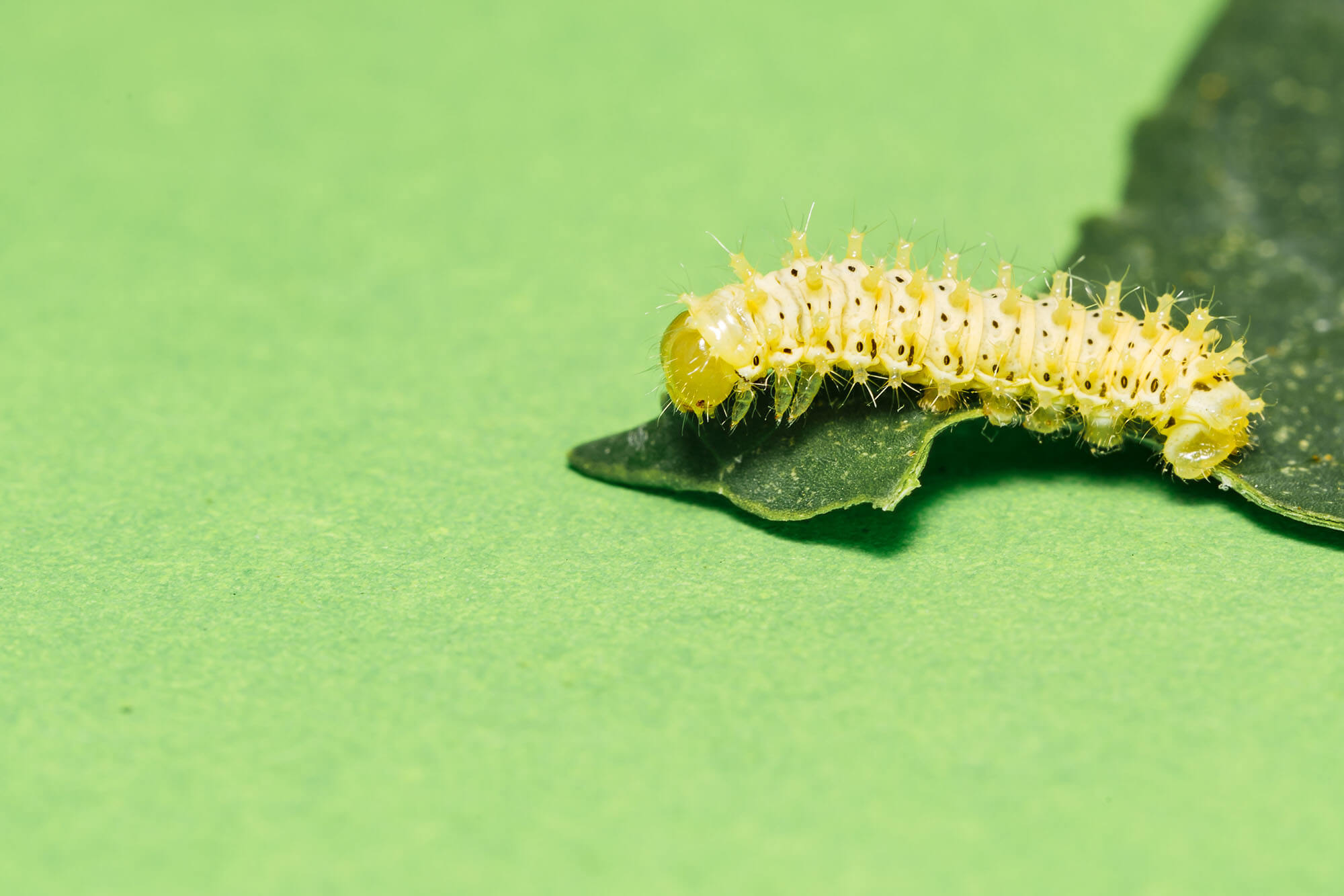 Eri silkworm caterpillar (Samia ricini)