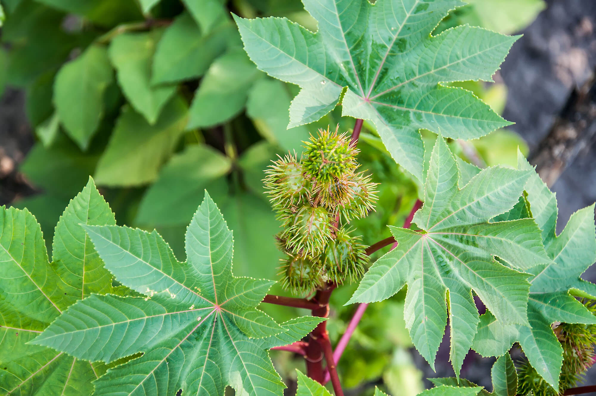 Castor oil plant (Ricinus communis)