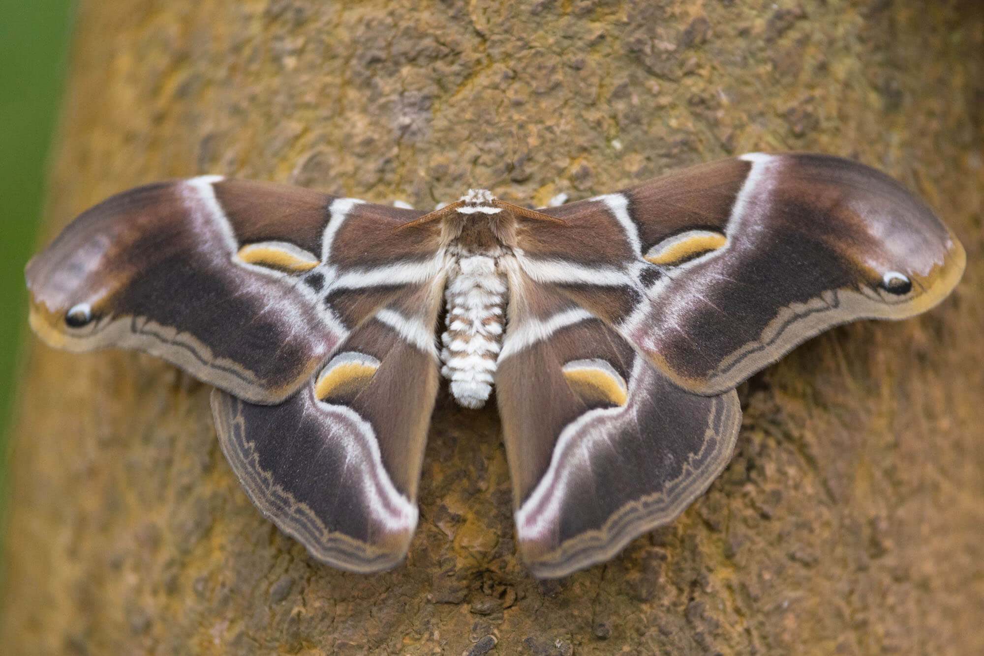 Eri silkworm moth (Samia ricini)