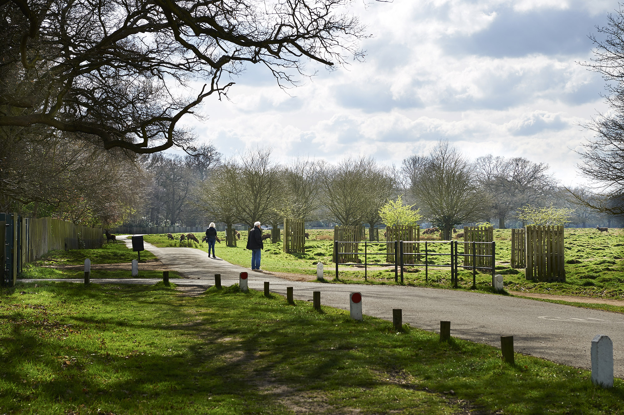 Chestnut Avenue