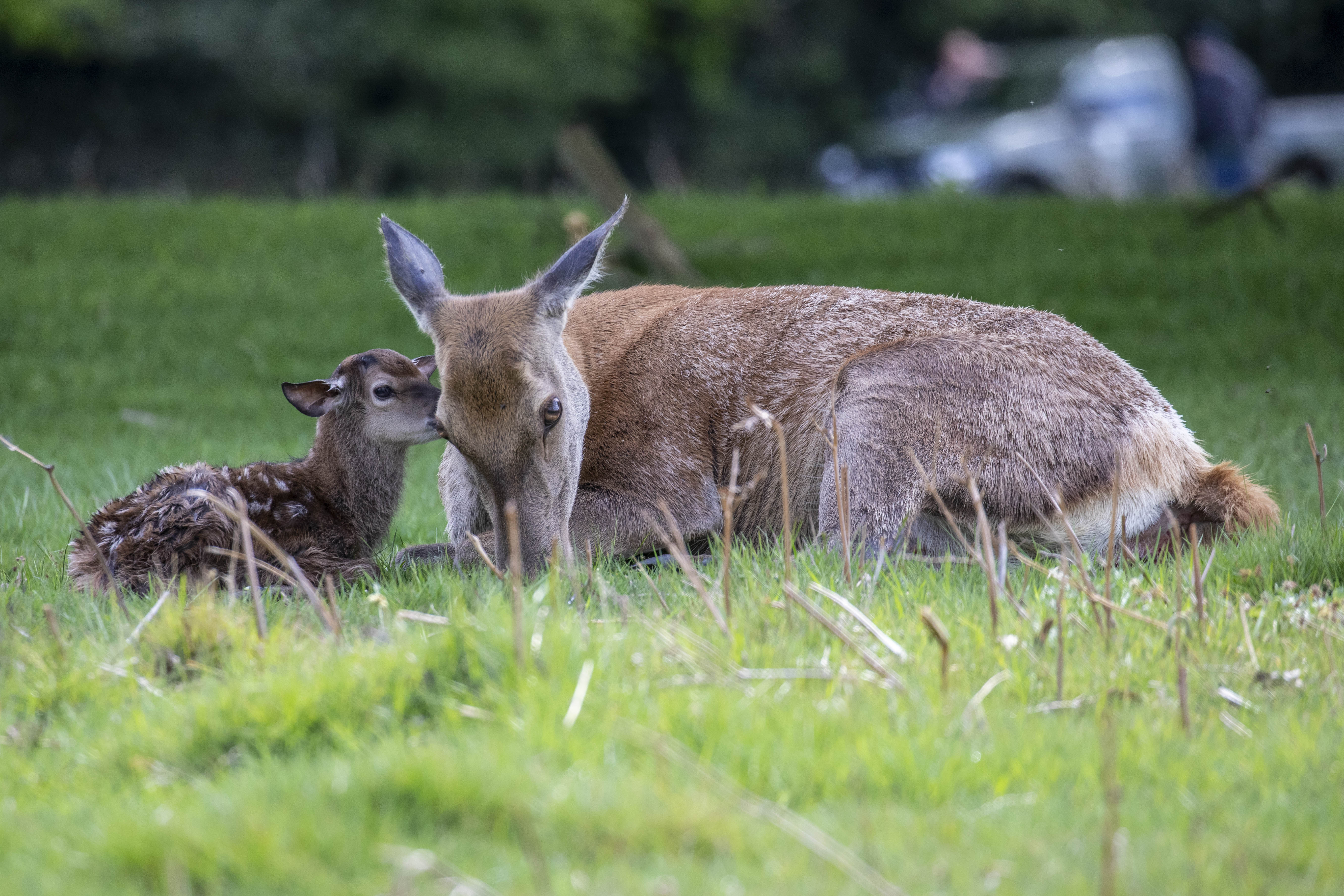 A hind with its young. Credit: Cathy Cooper 