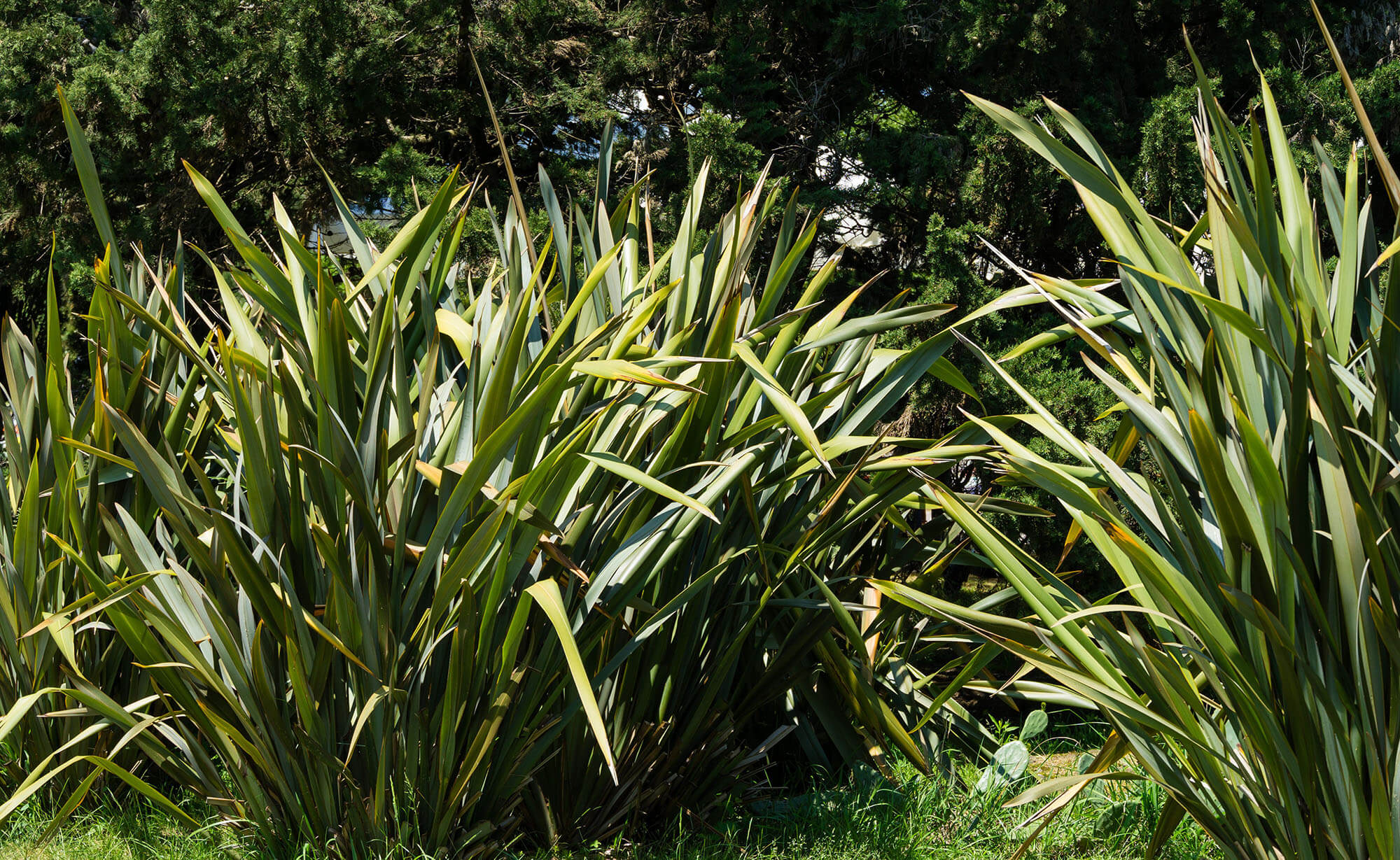 New Zealand flax (Harakeke) leaves