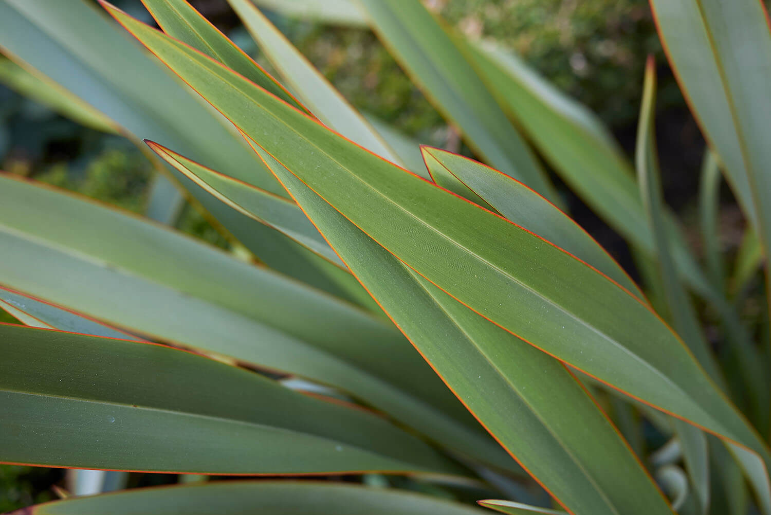 New Zealand flax (Harakeke) leaves