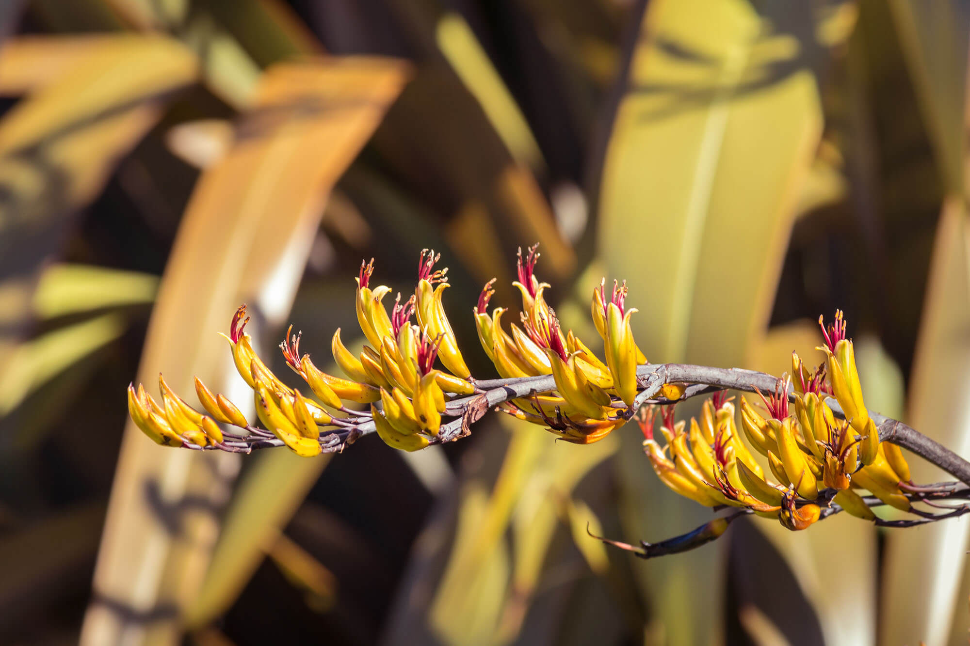 New Zealand flax (Harakeke) flowers