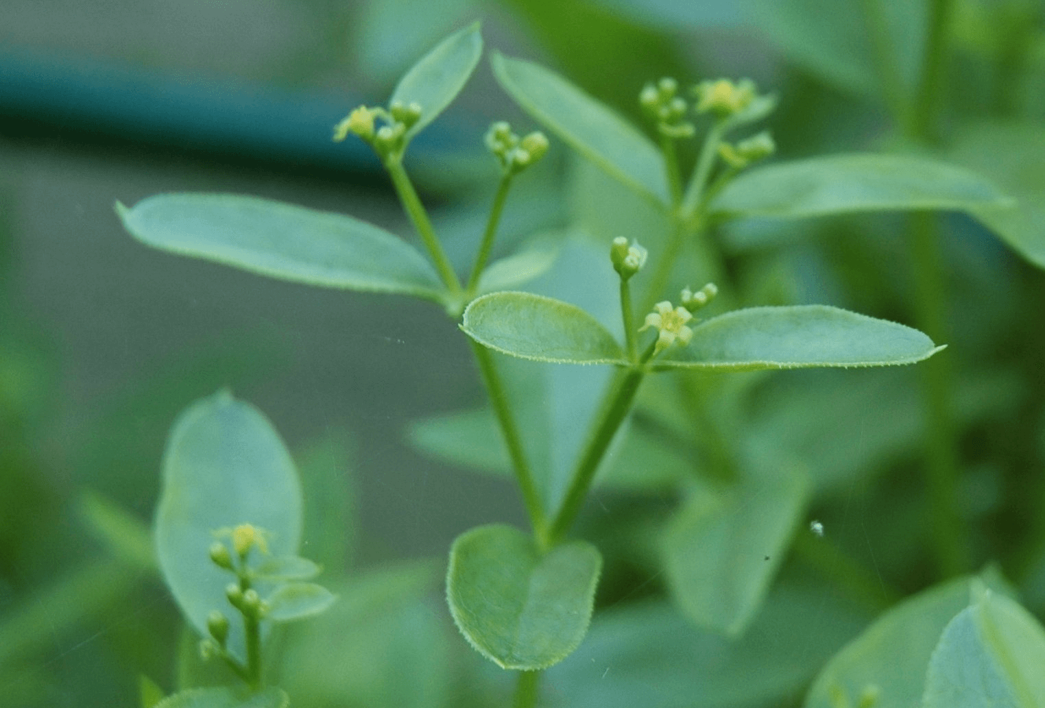 Madder flowers | Image credit: Carstor via Wikimedia Commons