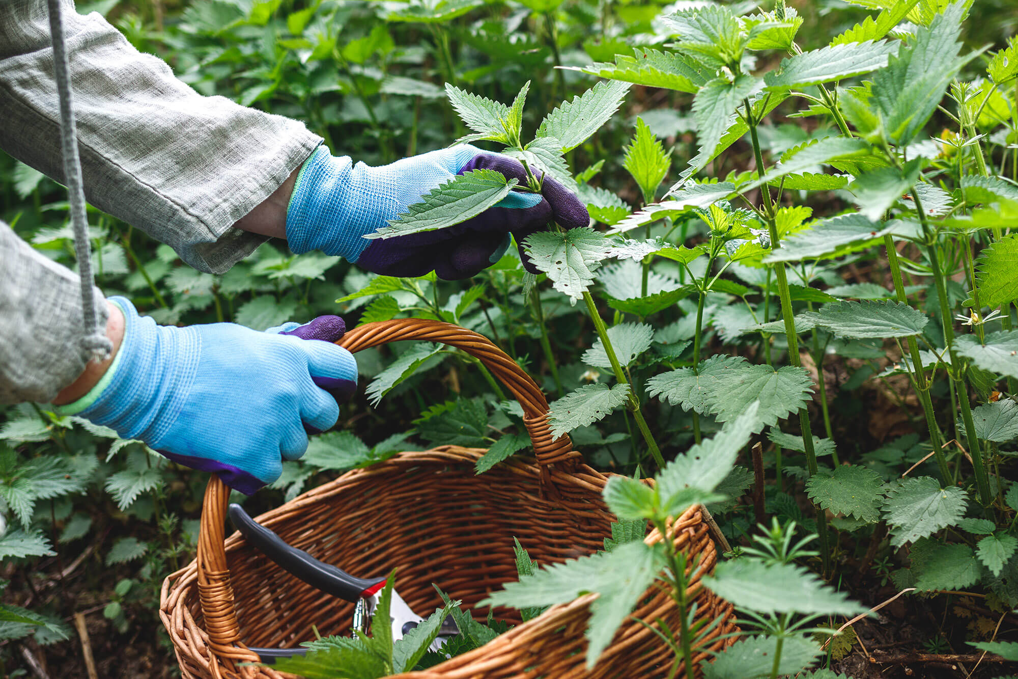 Person gathering wild nettles