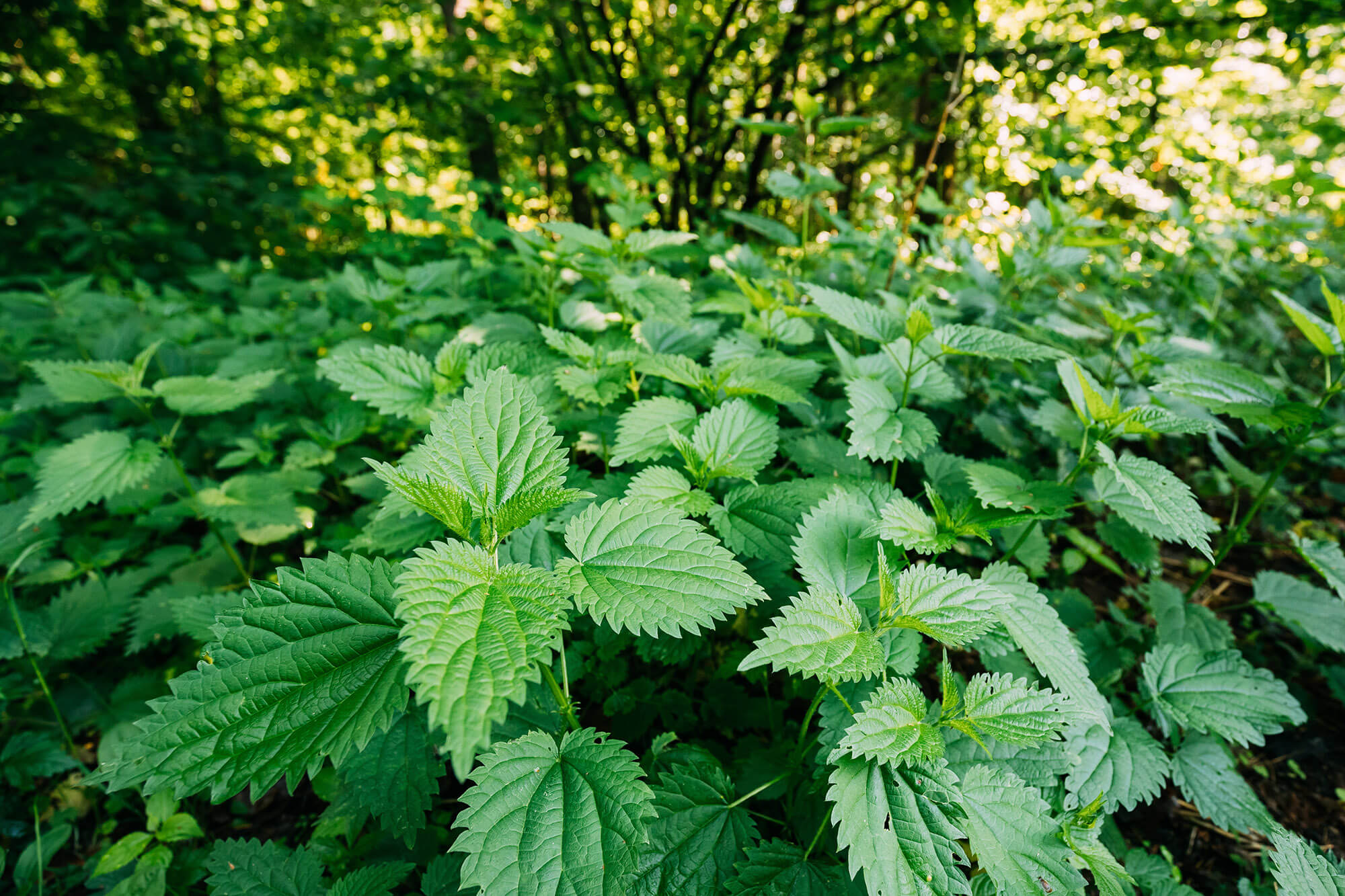 Nettles