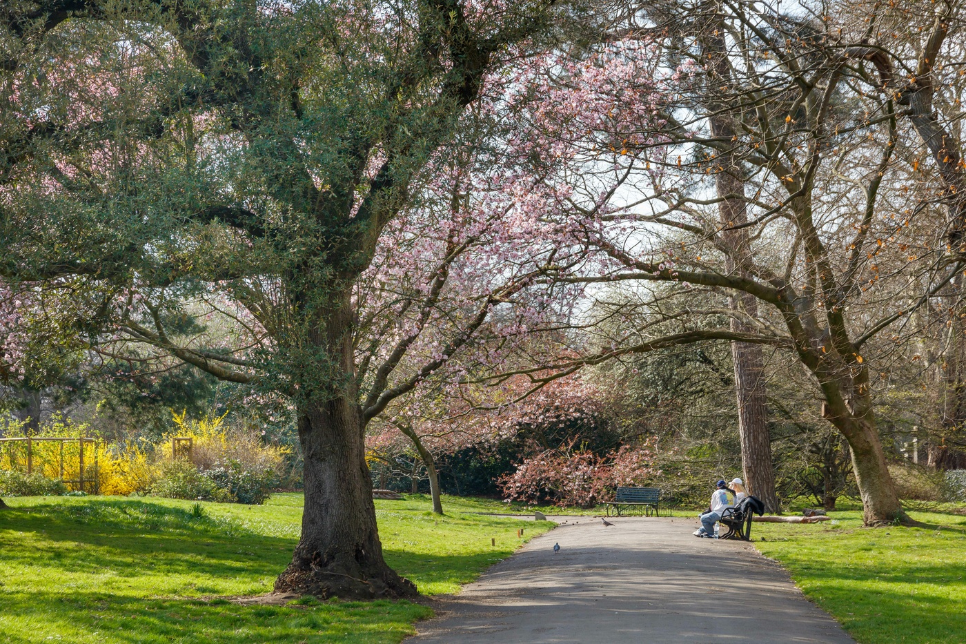 Blossom on North Flower Walk
