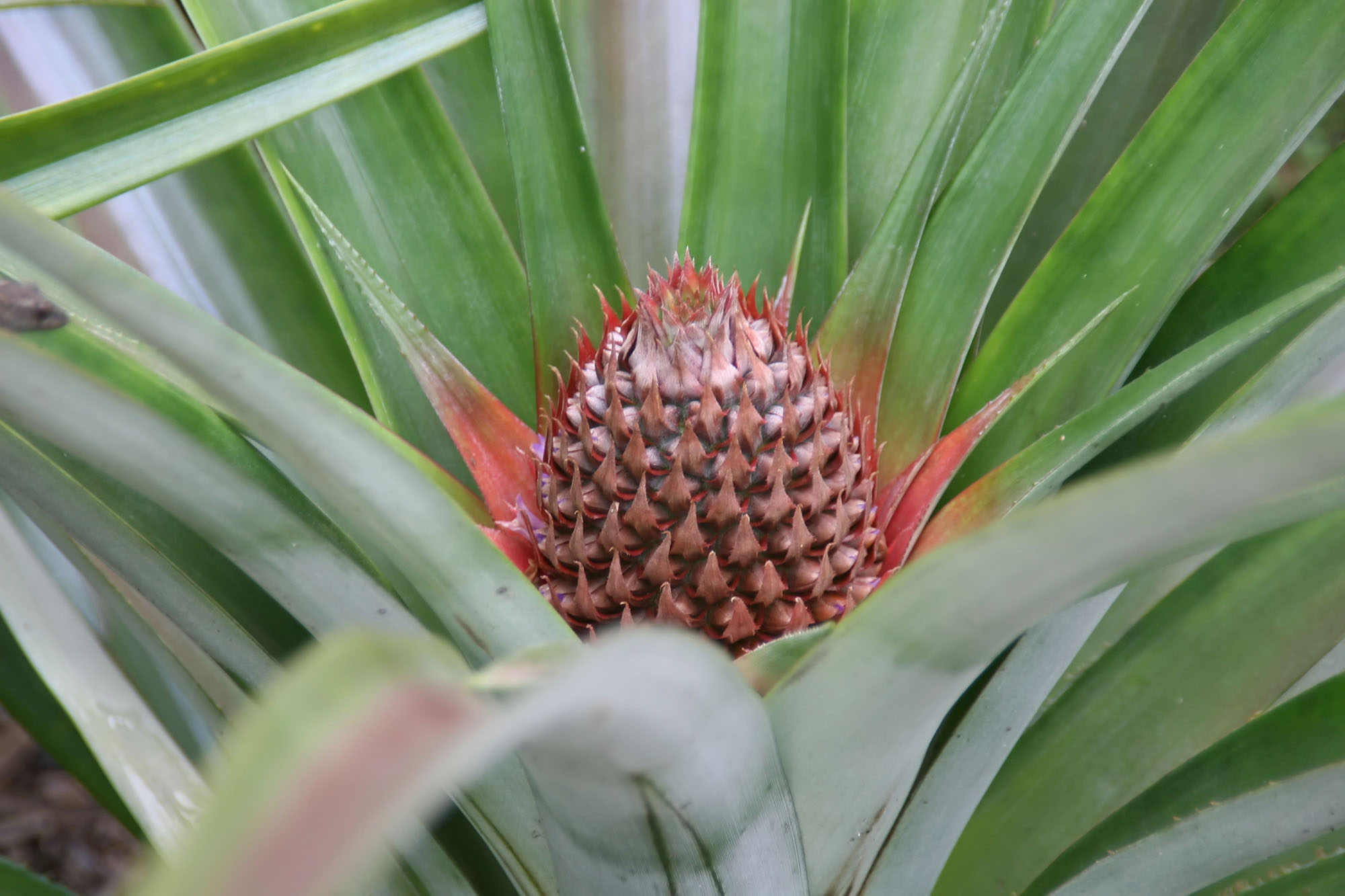 Pineapple plant