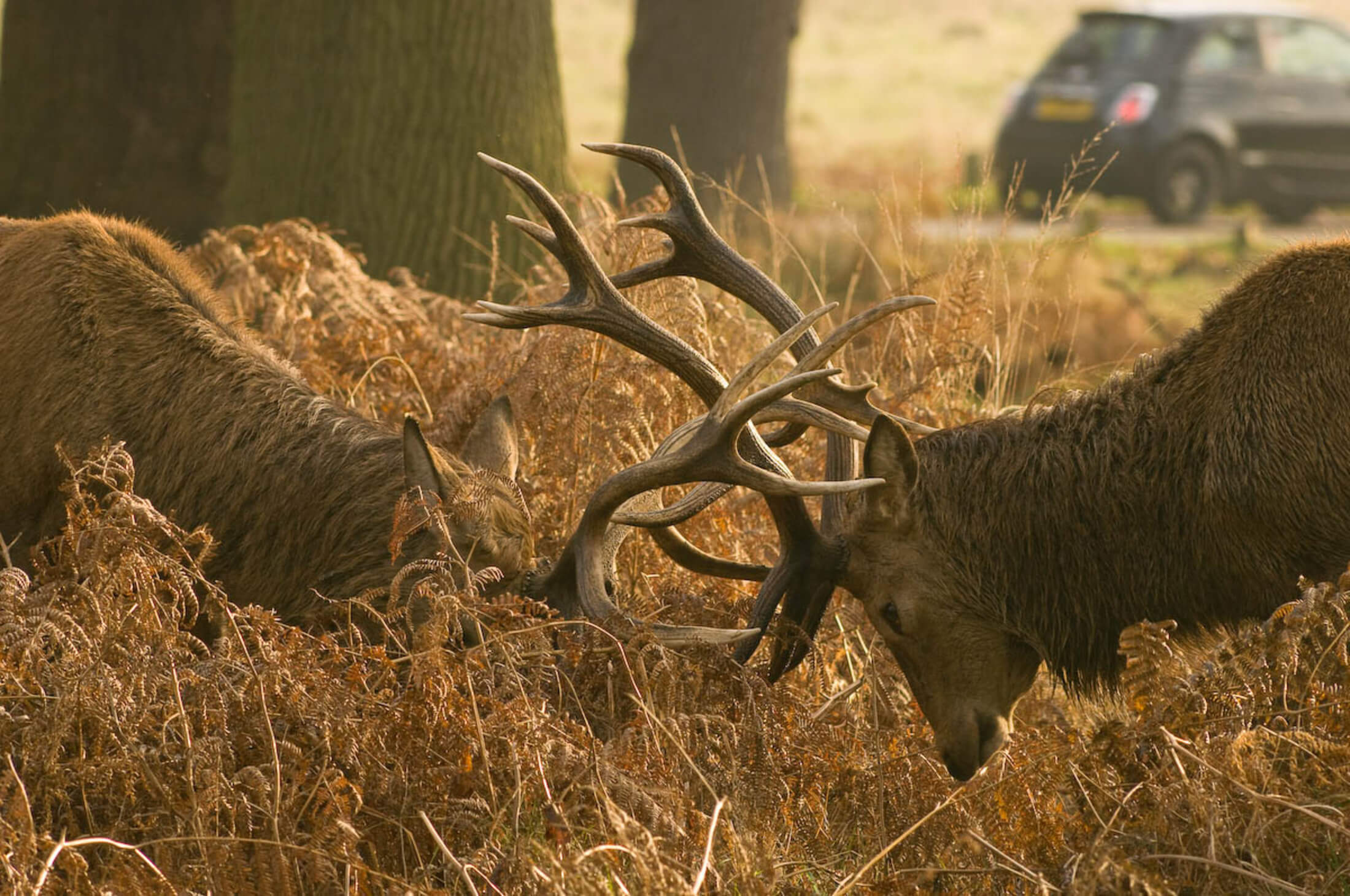 Deer Antler Cycles - The British Deer Society