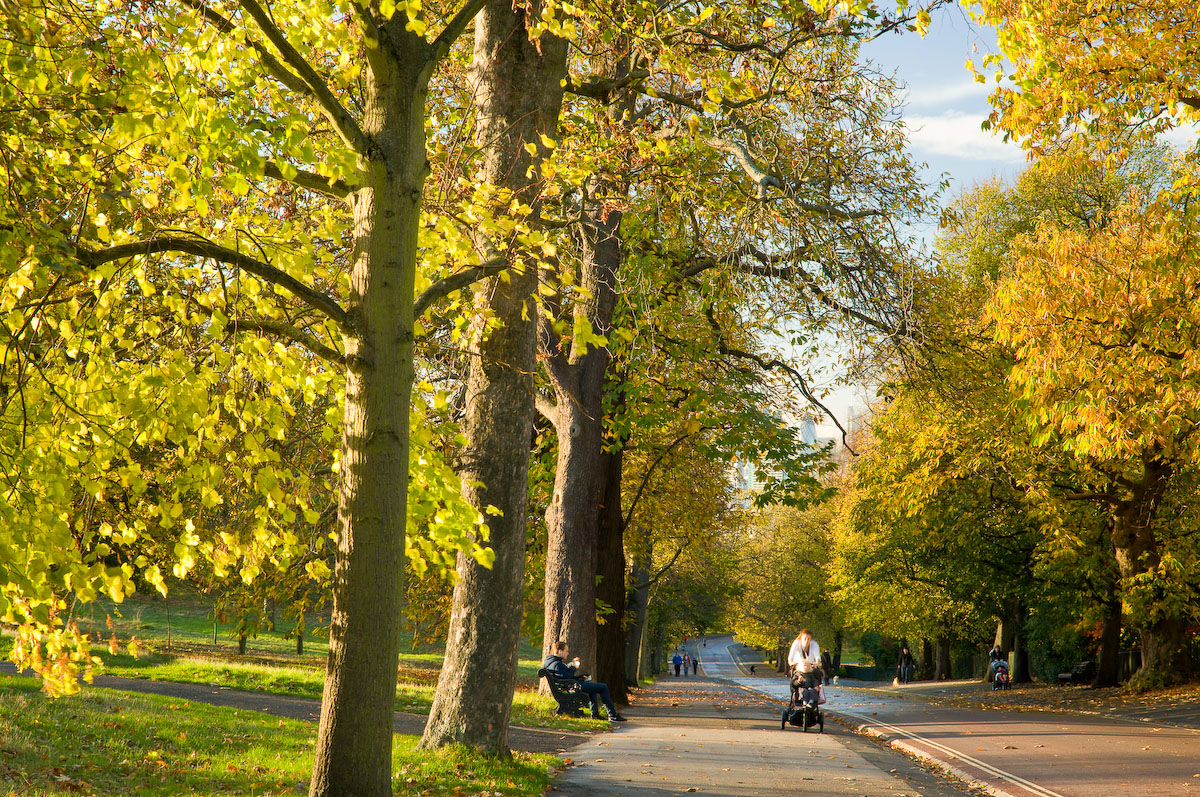 An avenue in Greenwich Park