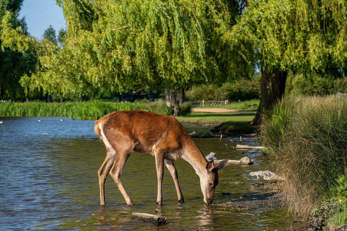 Deer drinking in Bushy Park