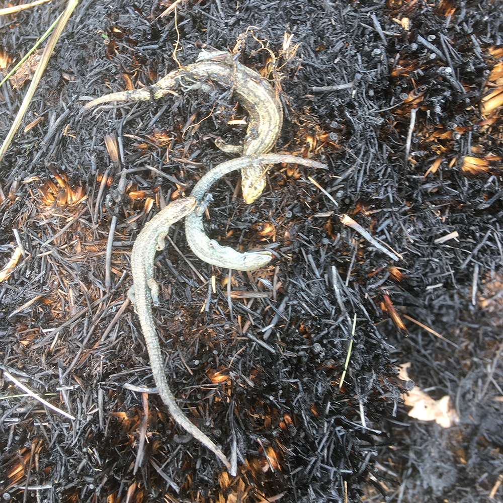 Lizards killed in a fire