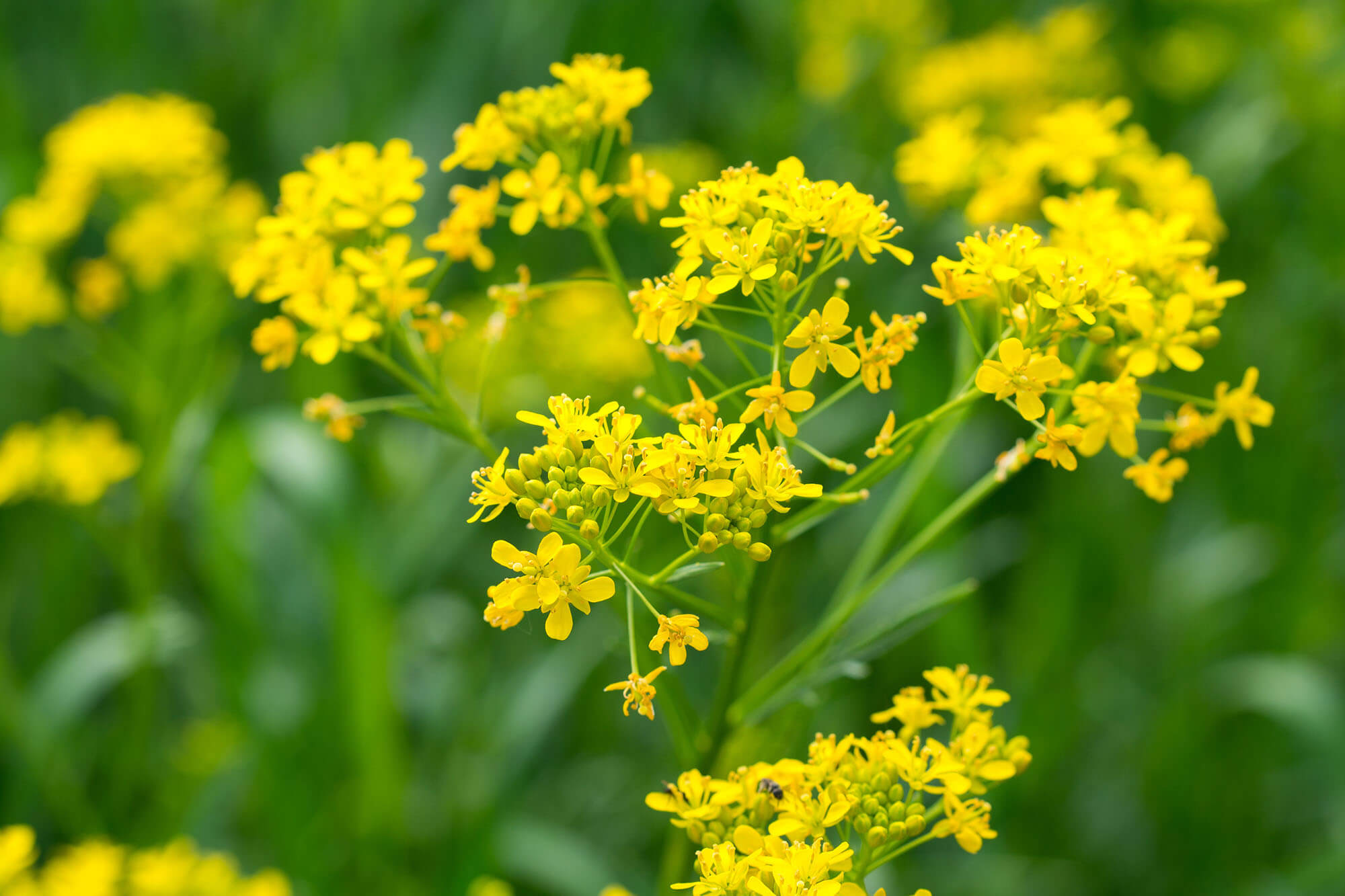 Yellow woad flowers