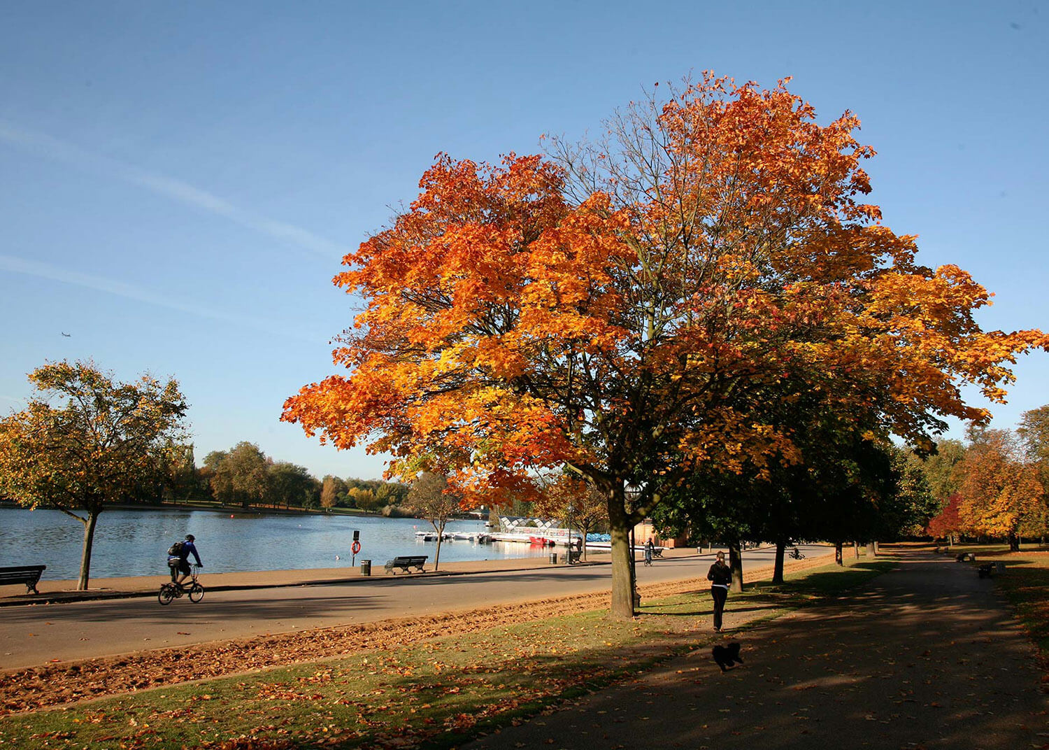 Autumn tree