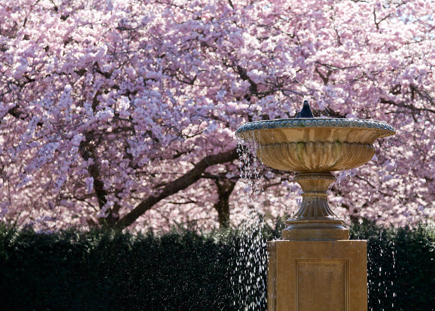 Bird bathing in front of cherry blossom in The Avenue