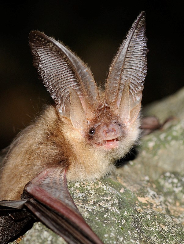 Brown Long-Eared bat