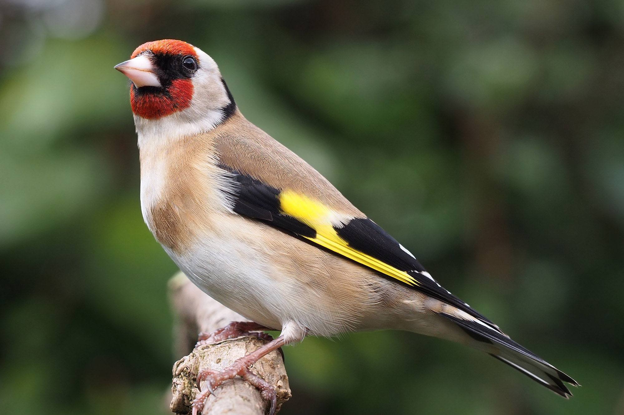 Goldfinch - Carduelis carduelis