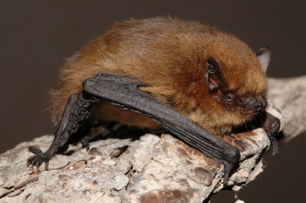 Common pipistrelle bat