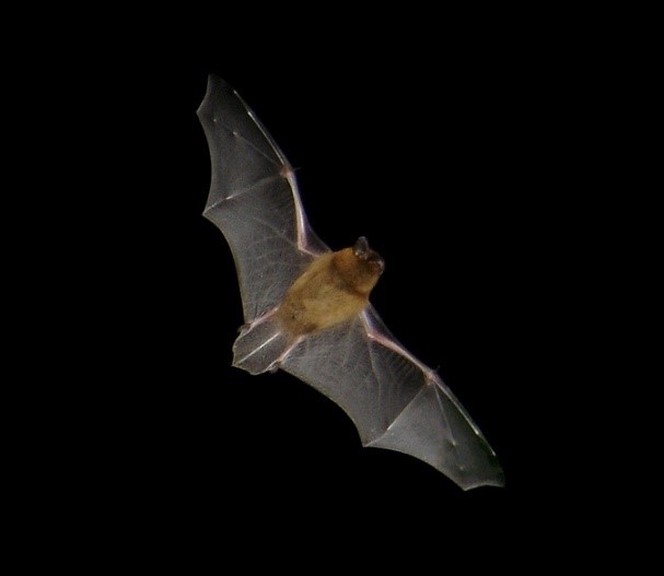 Common pipistrelle bat