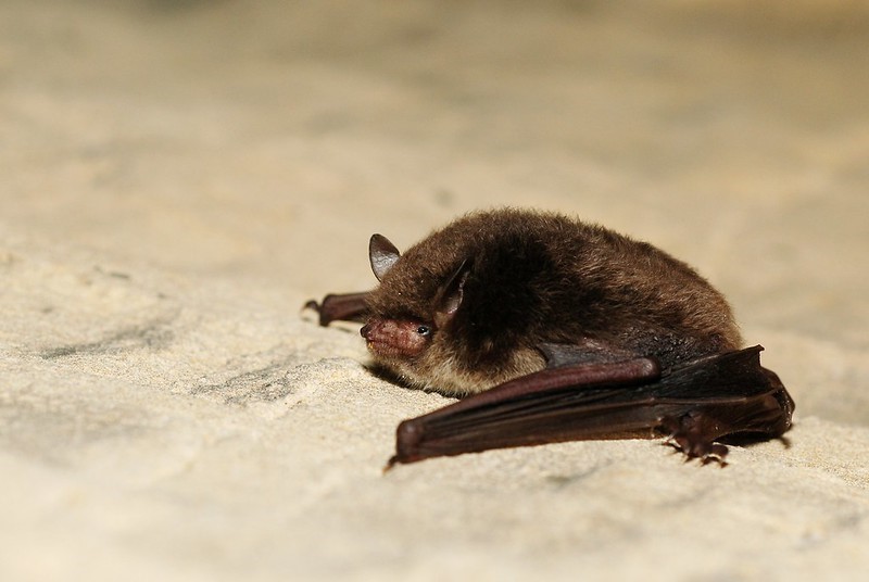 Daubenton's bat