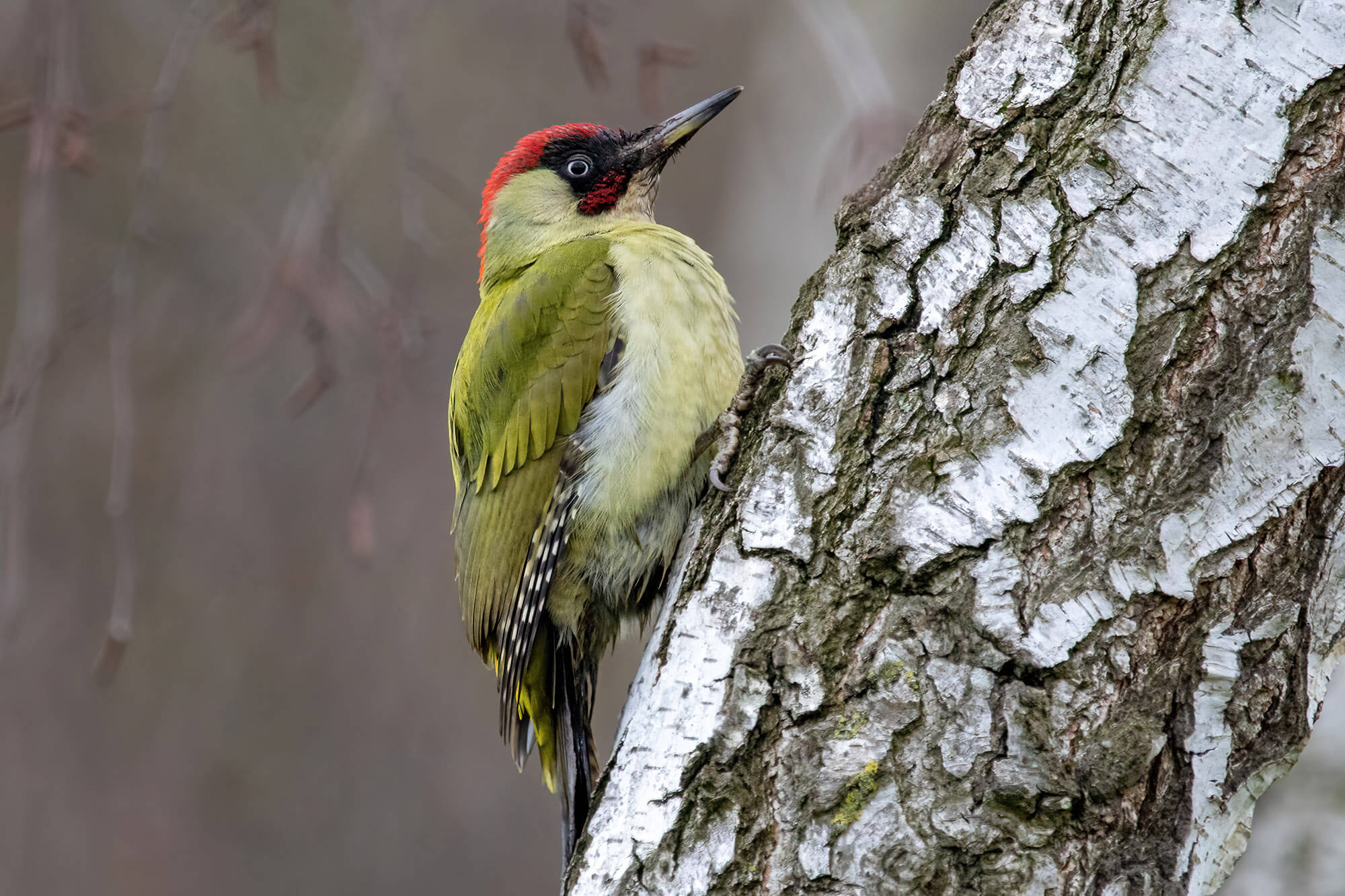 Green Woodpecker - Picus viridis