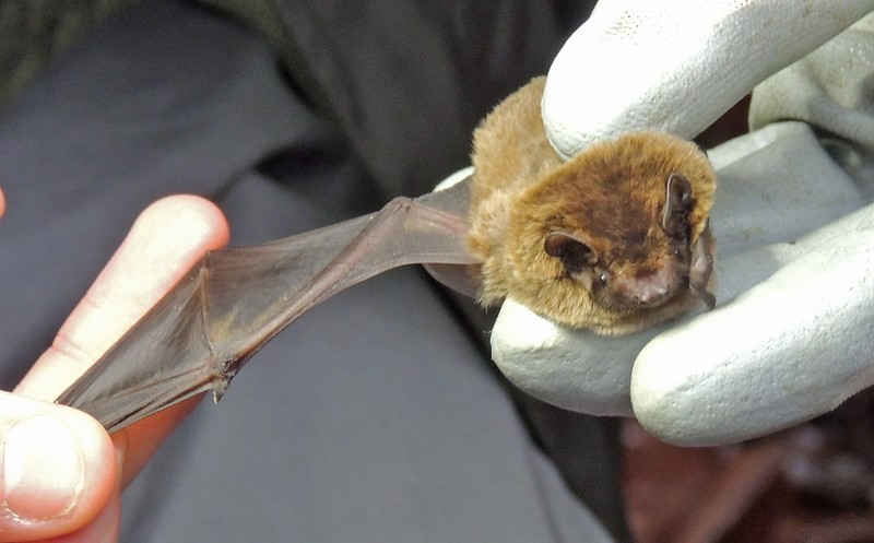 Leisler's bat