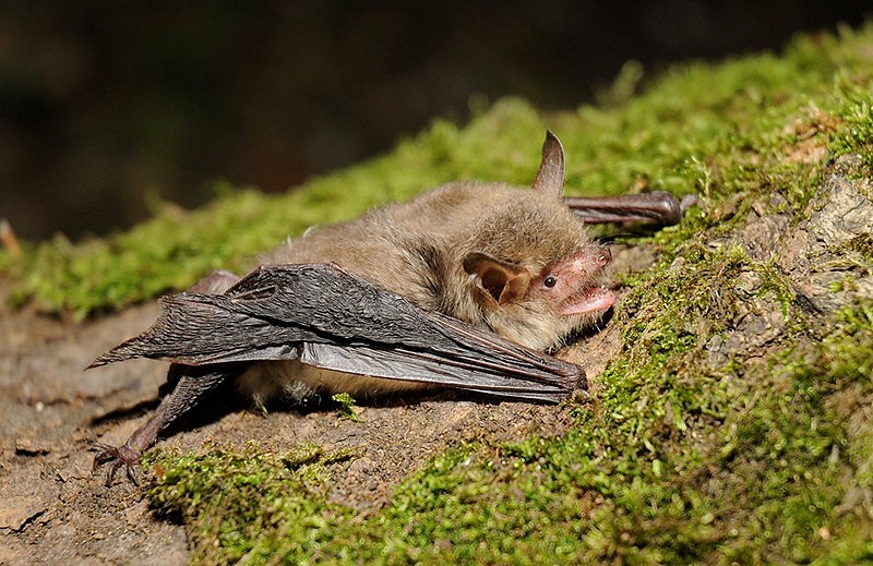 Natterer's bat