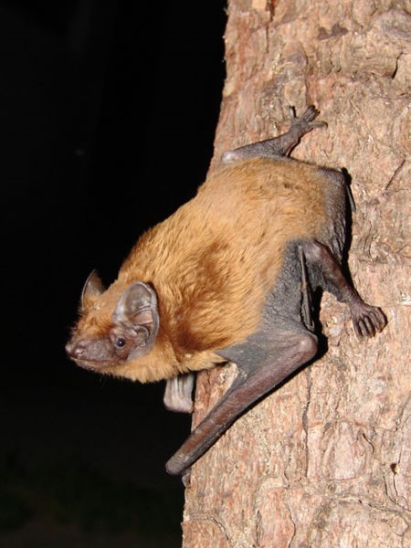 Noctule bat