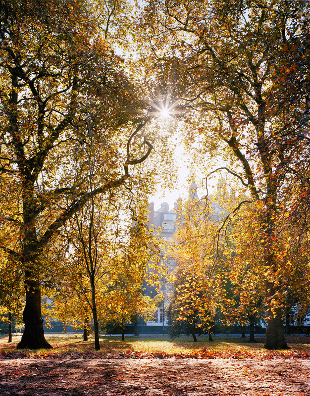 Rotten Row in Hyde Park in the early morning light 