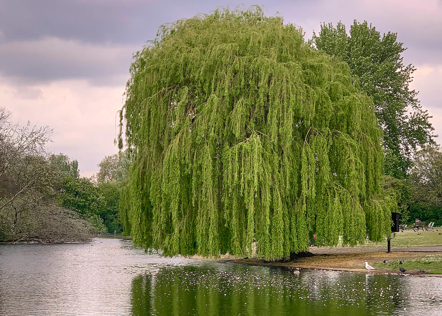 Willow tree by the water's edge